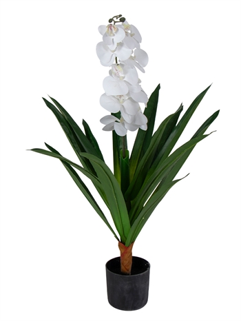 Kunstorchidee - 80 cm - Enkelvertakte witte bloemen - Kunstbloem in zwarte pot