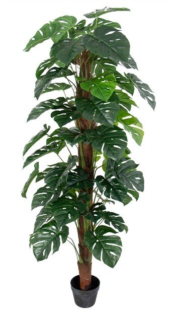 Monstera plant 170 cm hoog gebonden in pot - Kunstgroene plant