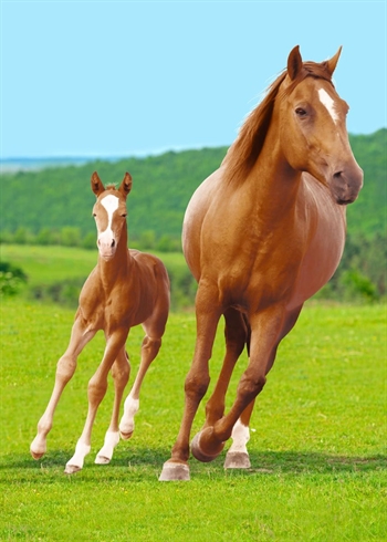 Kinderdeken - Paard met veulen - 100x140 cm - Zachte en comfortabele fleecedeken - Borg living