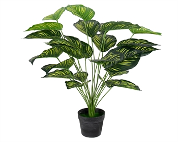 Kunstplant 70 cm - Calathea met grote mooie groene bladeren